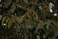 Aporosa lindleyana